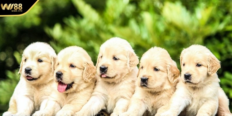 Mơ thấy chó đánh con gì