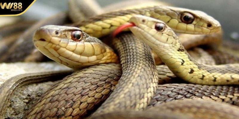 Mơ thấy rắn trong lô đề WI88